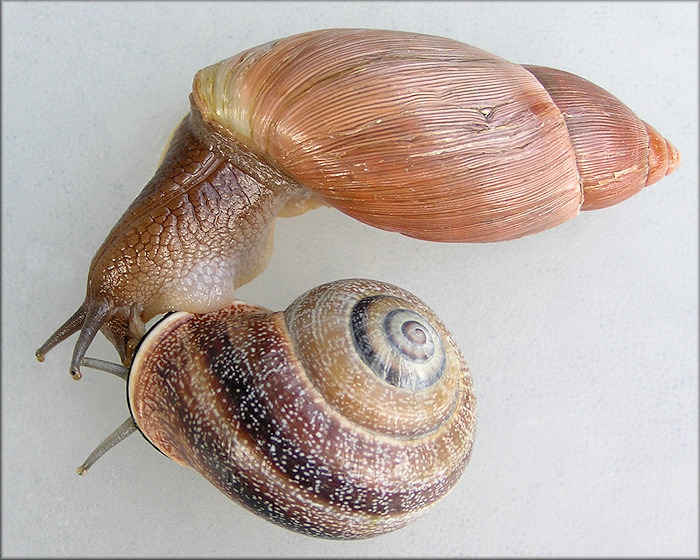 Euglandina rosea (Frussac, 1821) Stalking Otala punctata (Mller, 1774)