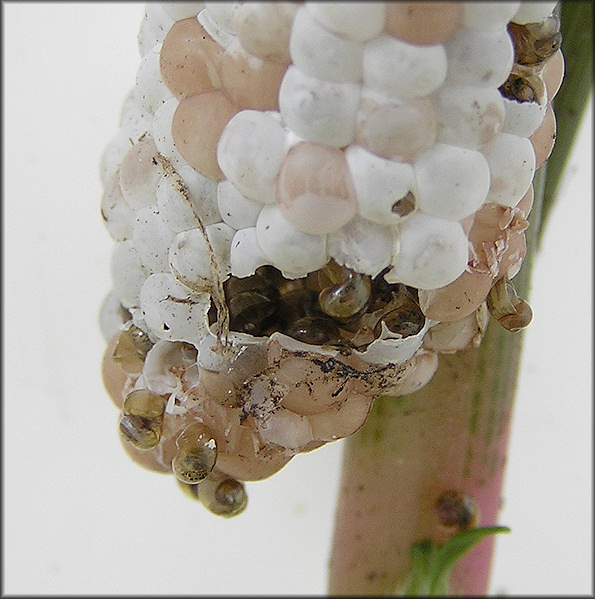 Pomacea diffusa Egg Clutch Hatching On 7/6/2009