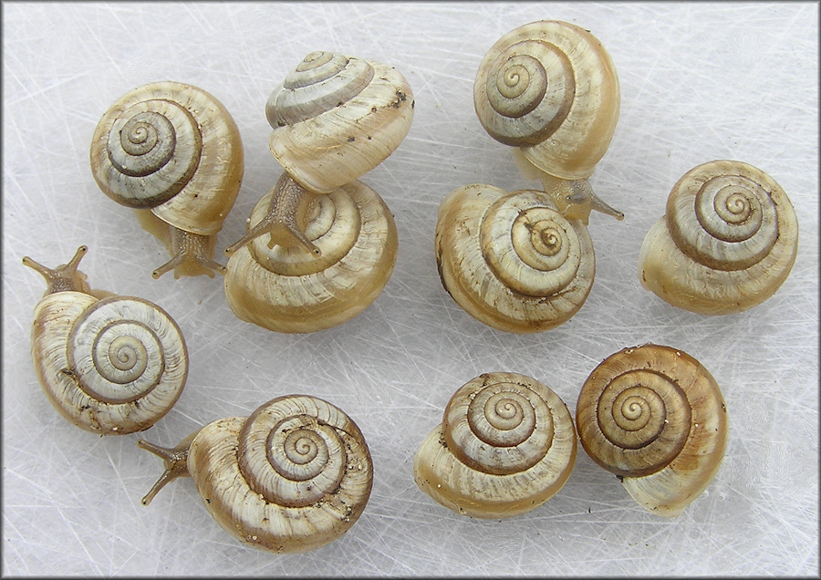 Praticolella mexicana K. Perez, 2011 "Peripatetic Scrubsnail"