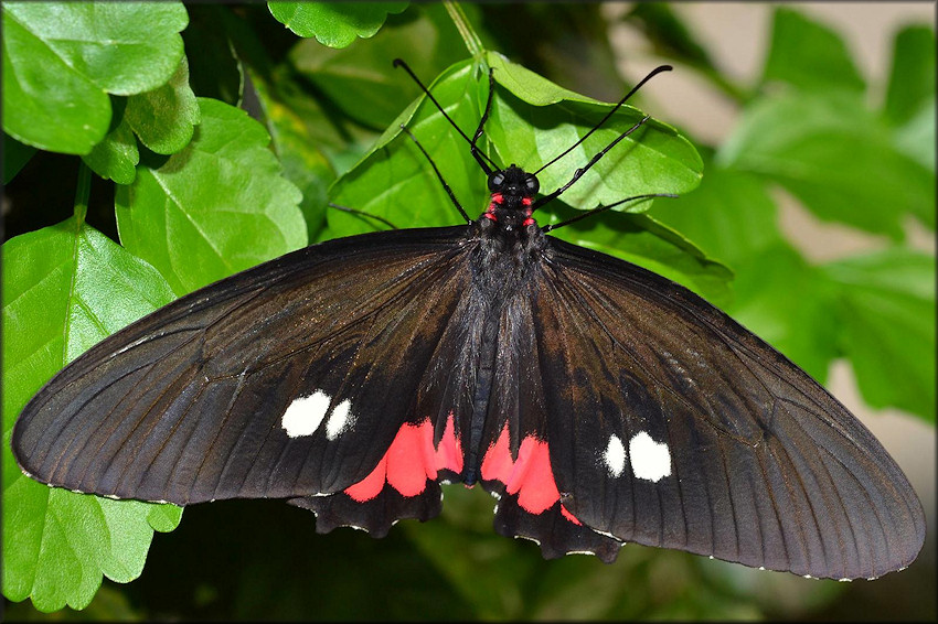 Parides arcus Pink Heart