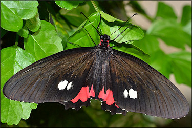 Parides arcus Pink Heart