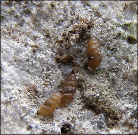 Gastrocopta pellucida (L. Pfeiffer, 1841) Slim Snaggletooth In Situ