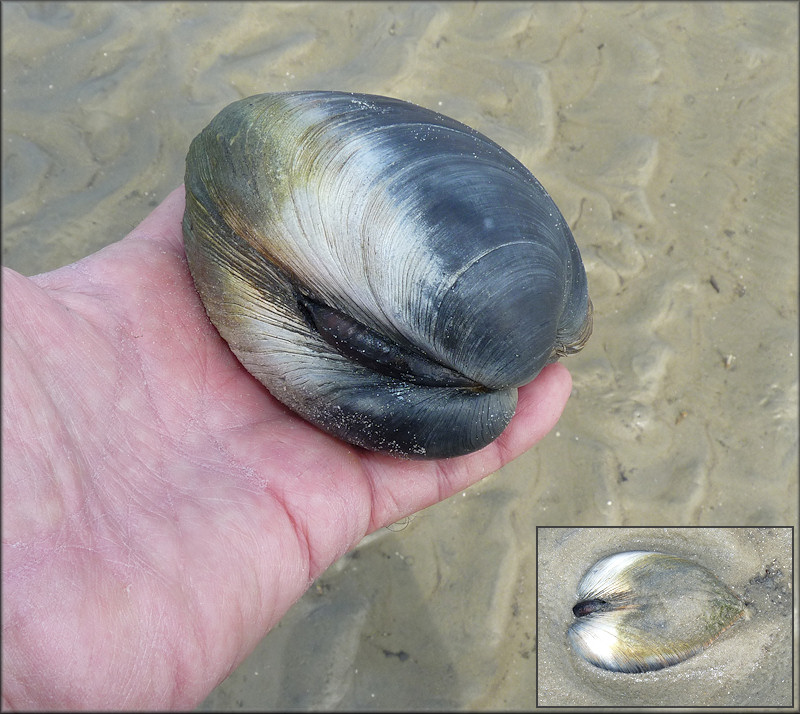 Mercenaria mercenaria (Linnaeus, 1758) Northern Quahog Large Specimen