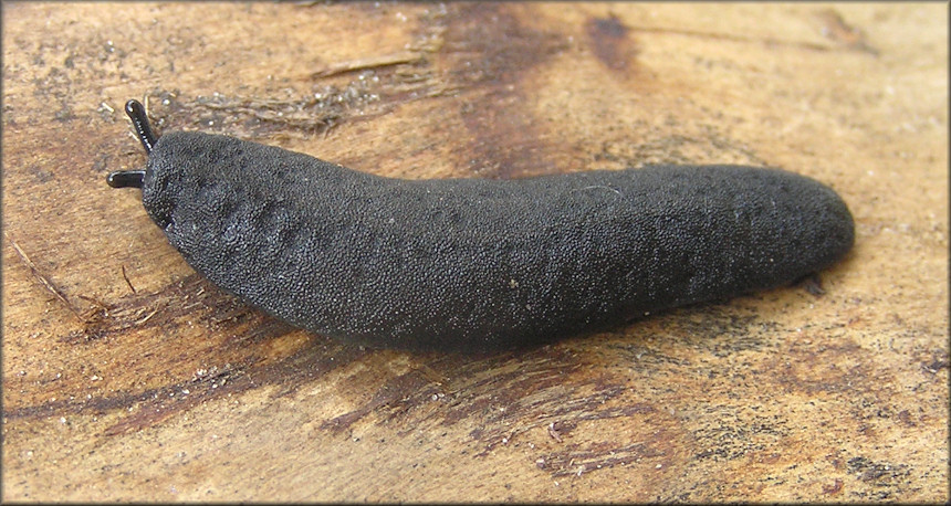 Belocaulus angustipes (Heynemann, 1885) Black-velvet Leatherleaf