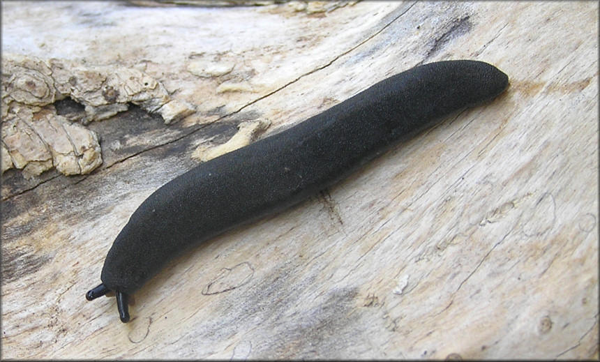 Belocaulus angustipes (Heynemann, 1885) Black-velvet Leatherleaf