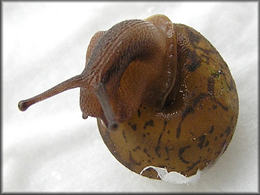 Vespericola depressus (Pilsbry and Henderson, 1936)