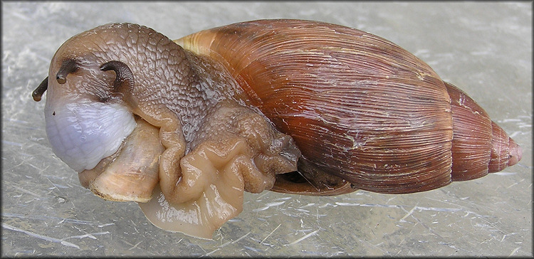 Euglandina rosea (Frussac, 1821) Feeding On Bradybaena similaris (Frussac, 1821)