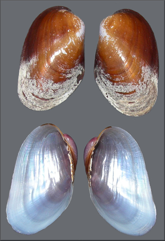 Lioberus castanea (Say, 1822) Chestnut Mussel