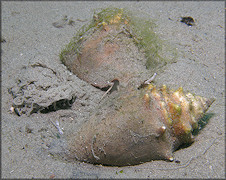 Strombus pugilis with gelatinous egg strands