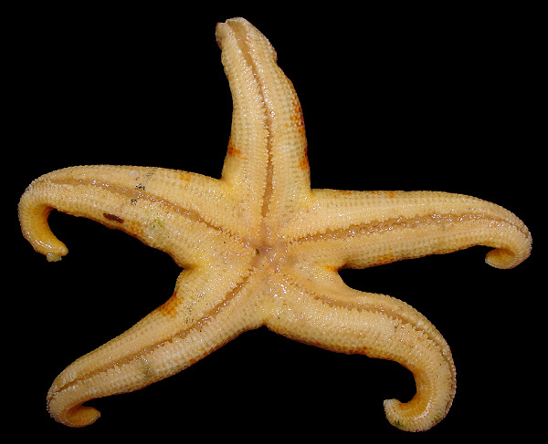 Henricia species C "Mottled Henricia"