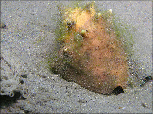 Strombus pugilis Linnaeus, 1758 West Indian Fighting Conch