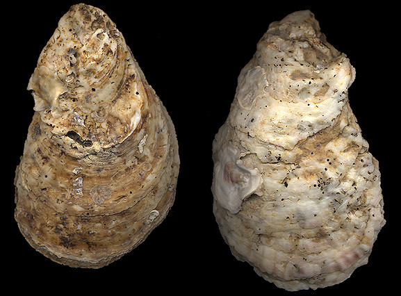 Crassostrea virginica (Gmelin, 1791)