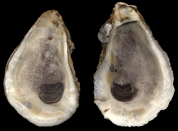 Crassostrea virginica (Gmelin, 1791)