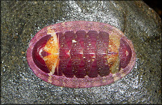 Lepidozona mertensii (Middendorff, 1847) "Purple Phase"