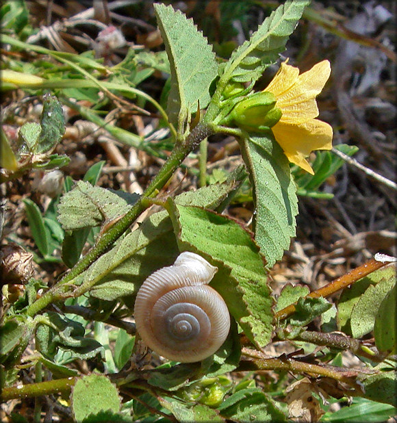 Daedalochila uvulifera (Shuttleworth, 1852) Peninsula Liptooth In Situ