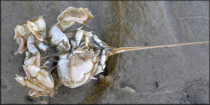 Probably Albunea catherinae Mole Crab