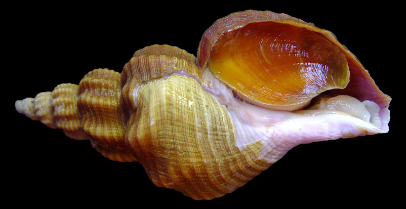 Beringius species C