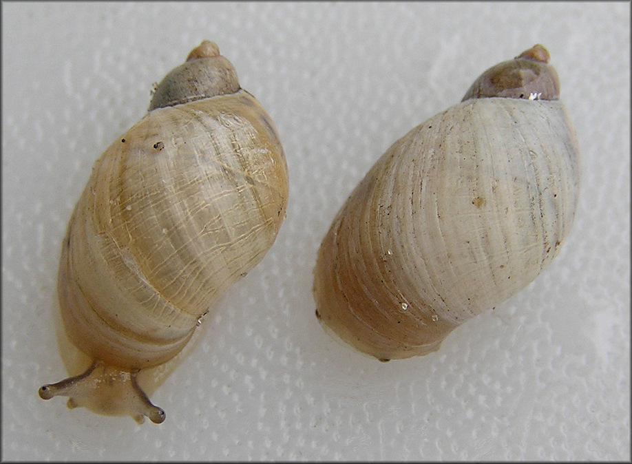 Succinea campestris Say, 1818 Crinkled Ambersnail ?