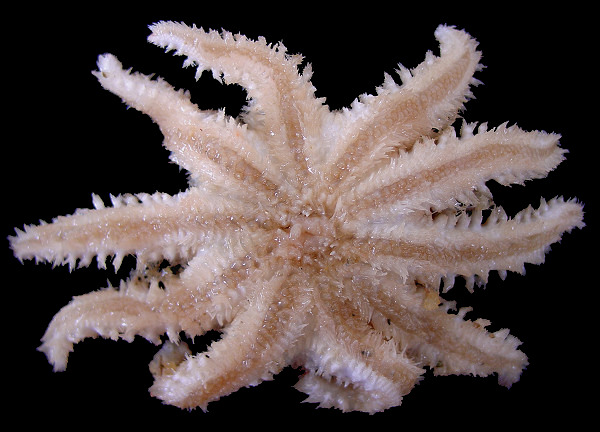 Crossaster species A "White Rose Star"