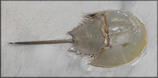 Limulus polyphemus Atlantic Horseshoe Crab