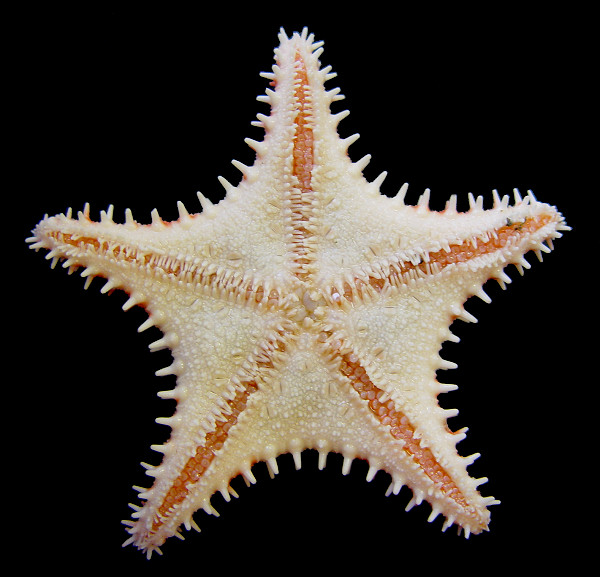Hippasteria kurilensis Fisher, 1910 Kurile Spiny Star