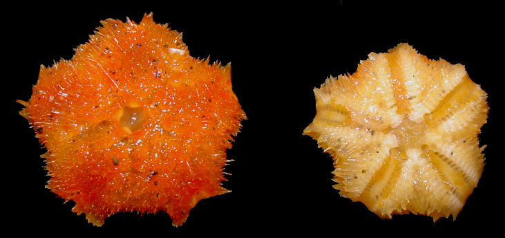 Pteraster species E "Spiny Orange Cushion Star"