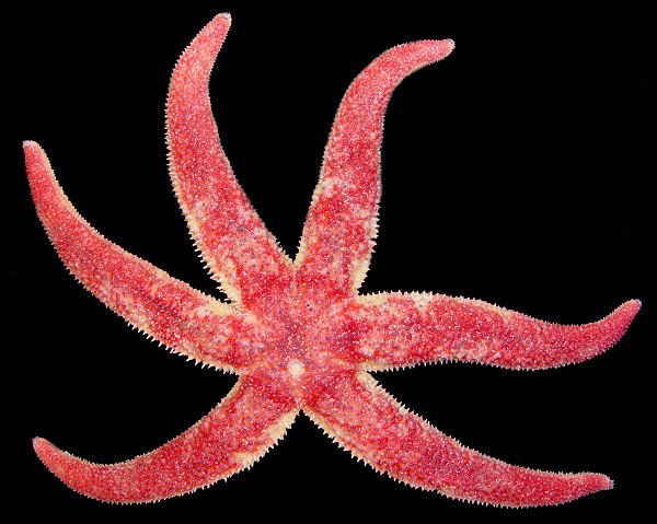 Leptasterias coei trunculenta Fisher, 1930 "Giant Aleutian Six-rayed Star"