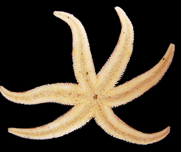 Leptasterias coei trunculenta Fisher, 1930 "Giant Aleutian Six-rayed Star"