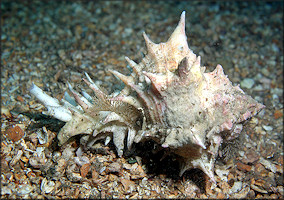 Hexaplex fulvescens (G. B. Sowerby II, 1834) Giant Eastern Murex