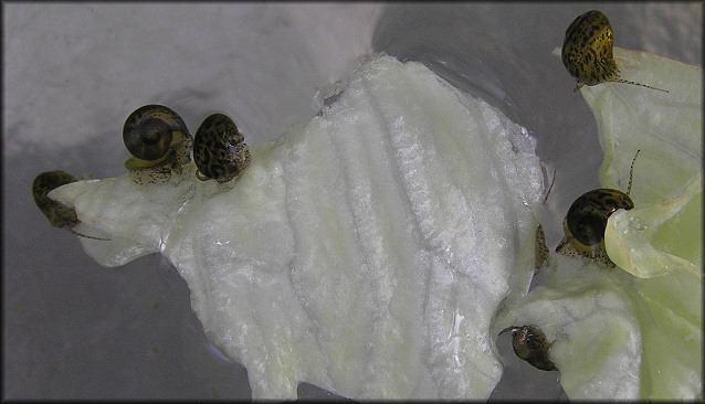 Pomacea paludosa (Say, 1829) Florida Applesnail Juveniles