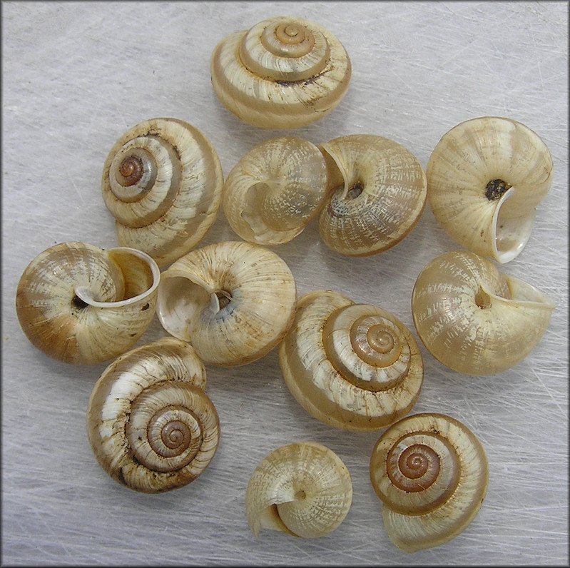 Praticolella mexicana K. Perez, 2011 "Peripatetic Scrubsnail"