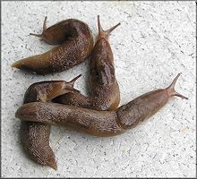 Ambigolimax  valentianus (Frussac, 1821) Threeband Garden Slug
