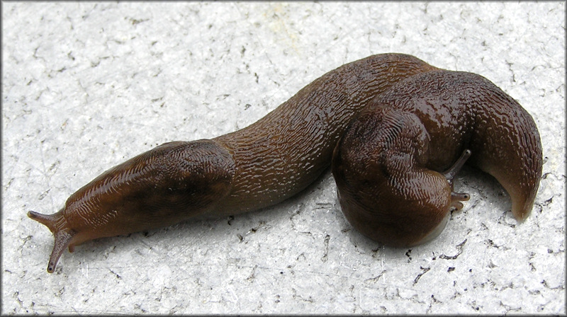 Ambigolimax  valentianus (Frussac, 1821) Threeband Garden Slug