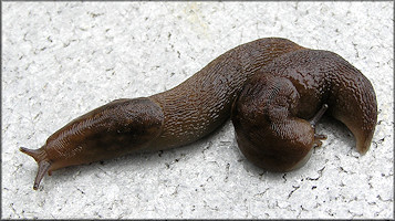 Ambigolimax  valentianus (Frussac, 1821) Threeband Garden Slug