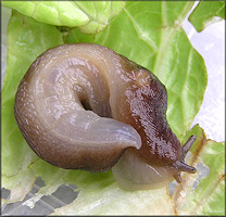 Ambigolimax  valentianus (Frussac, 1821) Threeband Garden Slug