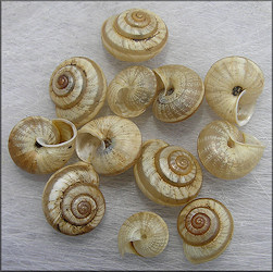 Praticolella mexicana K. Perez, 2011 "Peripatetic Scrubsnail"