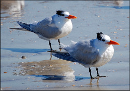 Sterna maxima Royal Tern