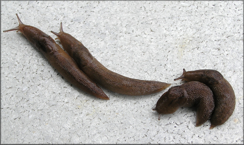 Ambigolimax  valentianus (Frussac, 1821) Threeband Garden Slug