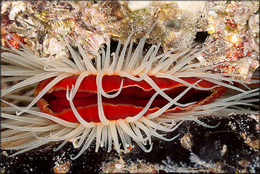 Ctenoides scaber (Born, 1778) Rough Fileclam