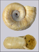 Marisa cornuarietis (Linnaeus, 1758) Giant Rams-horn