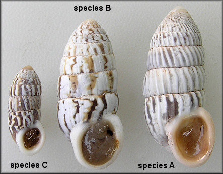 Three Cerion species from Cat Island, Bahamas