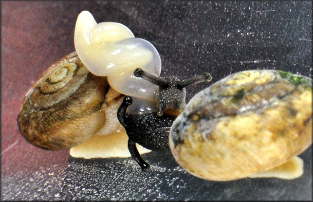 Inflectarius inflectus (Say, 1821) Shagreen Mating