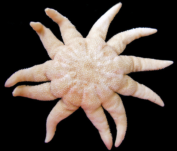 Solaster hypothrissus Fisher, 1910 White Sun Star