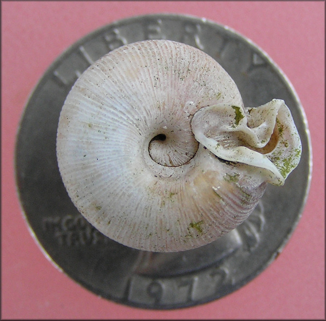 Very Large Daedalochila auriculata From Station One West Of Bass Haven Lane