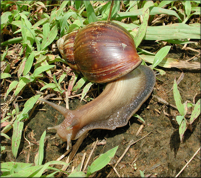 Lissachatina fulica (Bowdich, 1822)