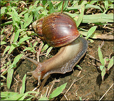 Lissachatina fulica (Bowdich, 1822))