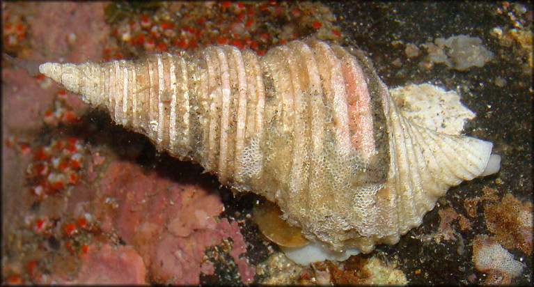 Aulacofusus periscelidus (Dall, 1891) Garter Whelk