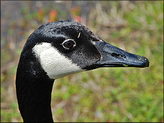 Canada Goose [Branta canadensis]