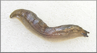 Arion circumscriptus Johnston, 1828 Brown-banded Arion Slug