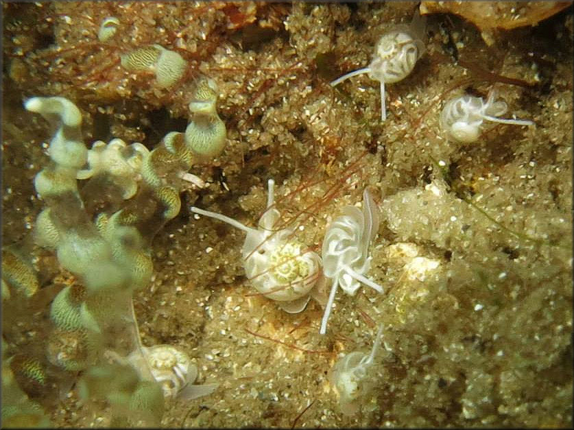 Vitrinella canaliculata Rubio, Fernndez-Garcs, and Roln, 2011